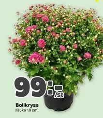 Bollkryss