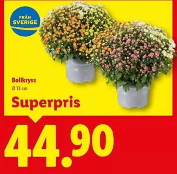 Bollkryss