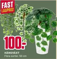 HÄNGVÄXT