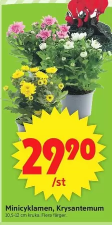 Minicyklamen, Krysantemum