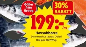 Havsabborre