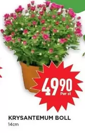 KRYSTANTEMUM BOLL