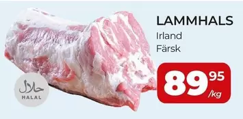 LAMMHALS