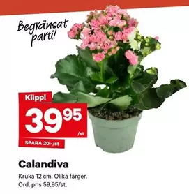 Calandiva