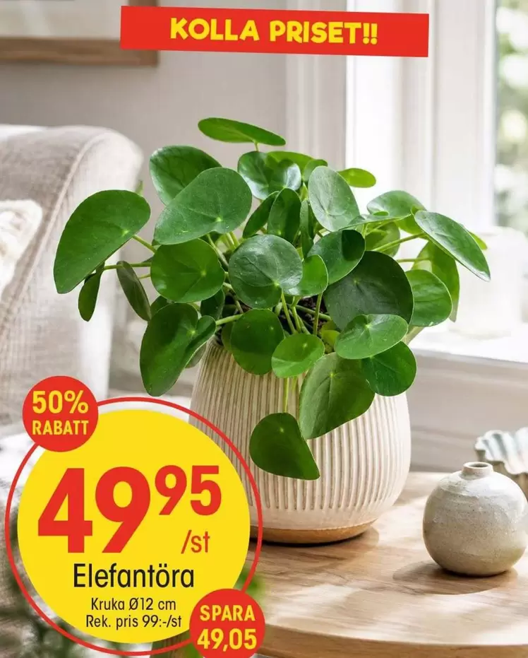 Elefantöra