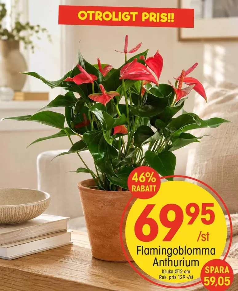 Flamingoblomma Anthurium