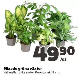 Mixade gröna växter