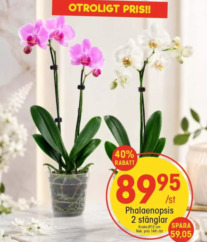 Phalaenopsis 2 stänglar