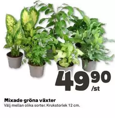 Mixade gröna växter