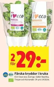 Färska kryddor i kruka