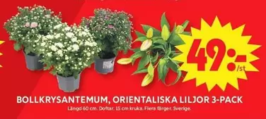 BOLLKRYSSANTEMUM, ORIENTALISKA LILJOR 3-PACK
