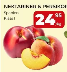 NEKTARINER & PERSIKOR