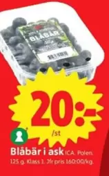 Blåbär
