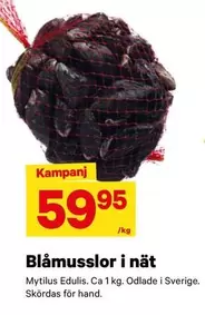 Blåmusslor i nät