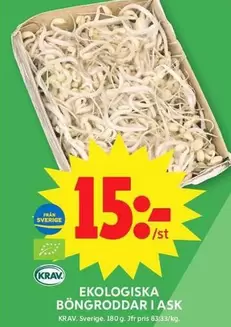 EKOLOGISKA BÖNGRODDAR I ASK