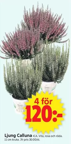 Ljung Calluna