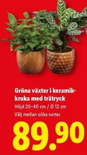 Gröna växter i keramik-kruka med trätryck
