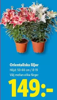 Orientaliska liljor