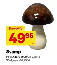 Svamp