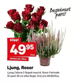 fairtrade - Ljung, Rosor