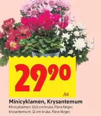 Minicyklamen, Krysantemum