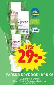 FÄRSKA KRYDDOR I KRUKA