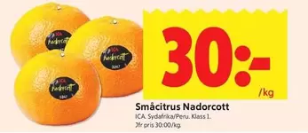 Småcitrus Nadocott