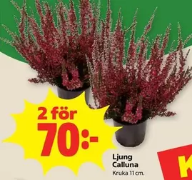 Ljung Calluna