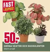 GRÖNA VÄXTER OCH SUCKULENTER