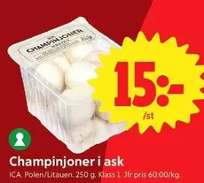 Champinjoner i ask