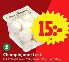 Champinjoner