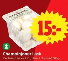 Champinjoner