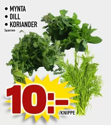 MYNTA, DILL, KORIANDER