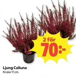 Ljung Calluna