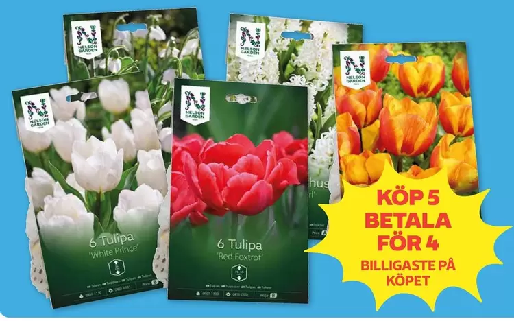 Nelson - Tulips