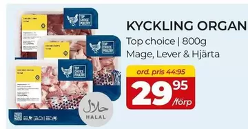 KYCKLING ORGAN