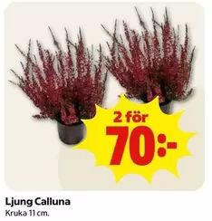 Ljung Calluna