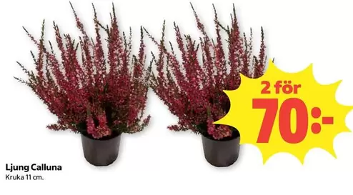 Ljung Calluna