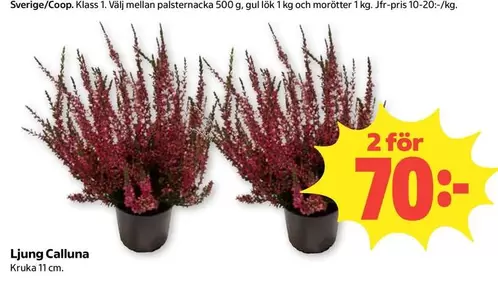 Ljung Calluna