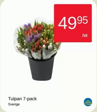 Tulpan 7-pack