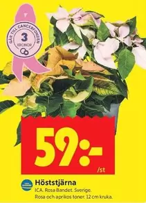 Höststjärna