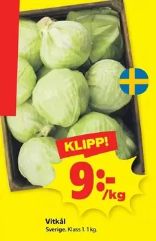 Vitkål