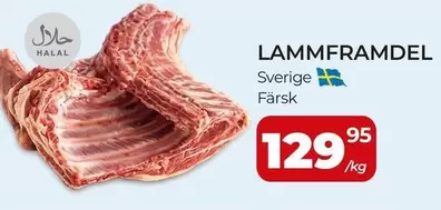 LAMMFRAMDEL