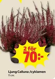 Ljung Calluna /cyklamen