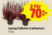 Ljung Calluna /cyklamen