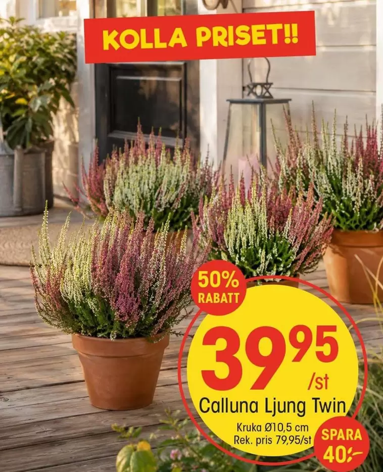 Calluna Ljung Twin