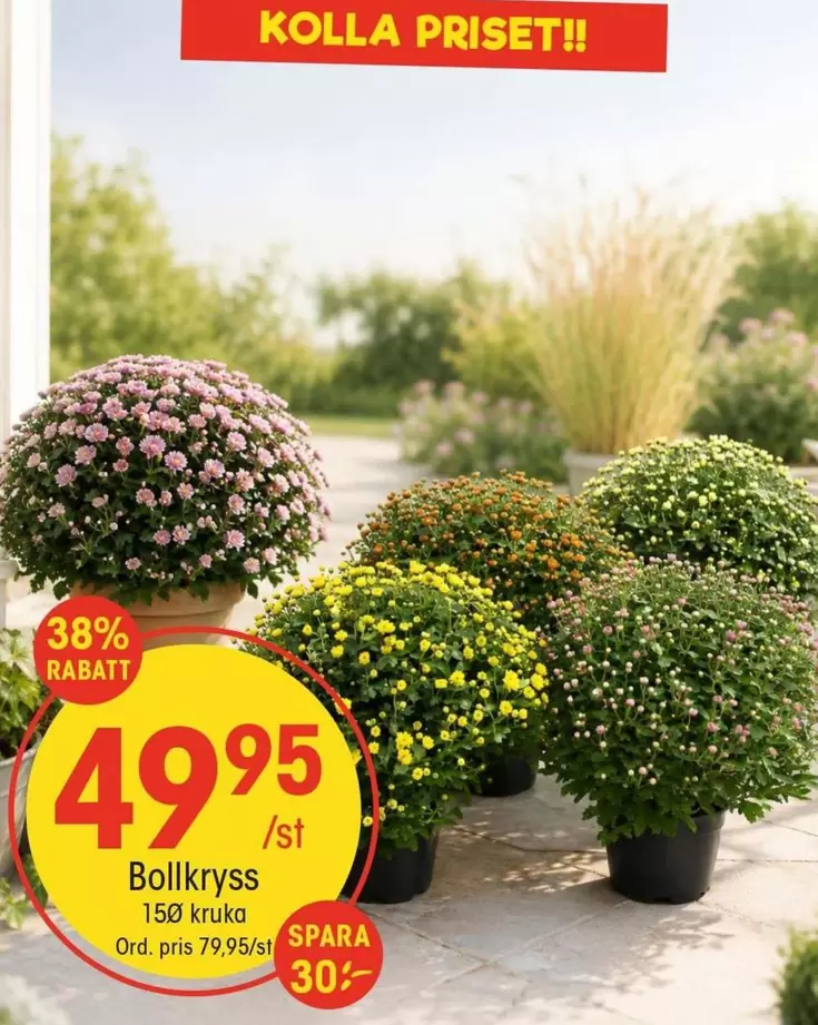 Bollkryss
