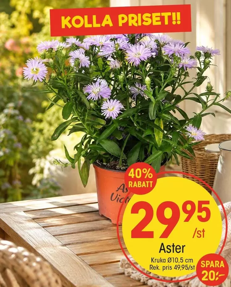 Aster