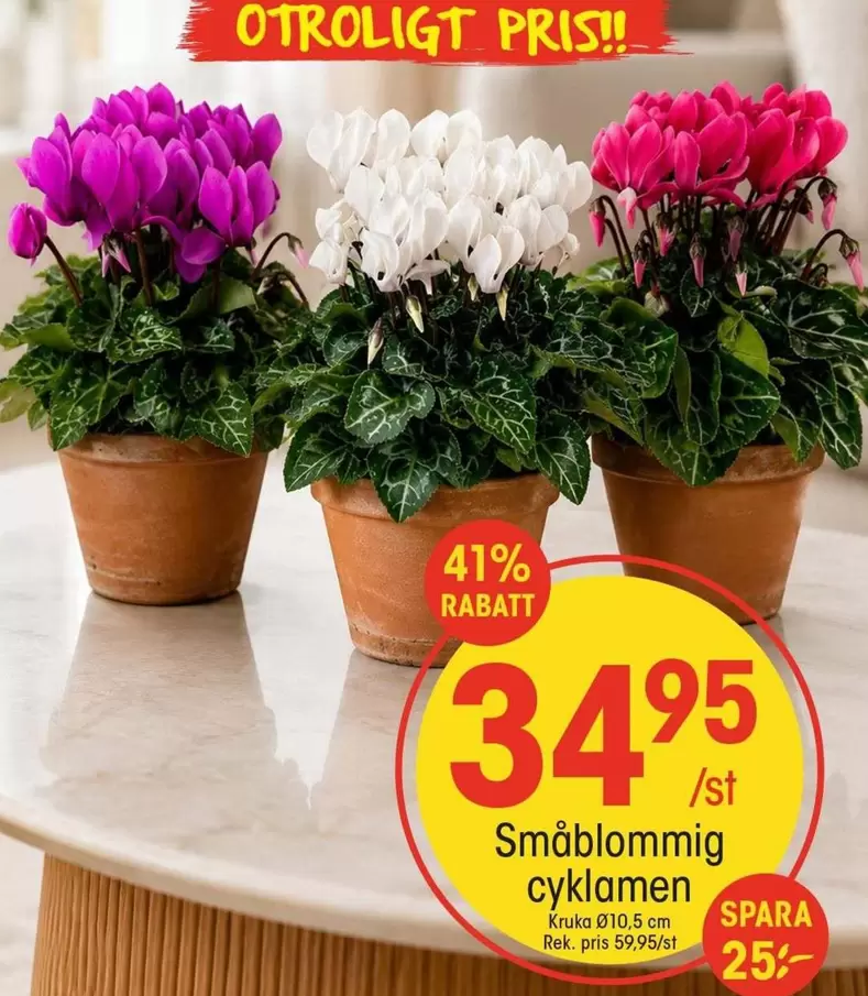 Småblommig cyklamen