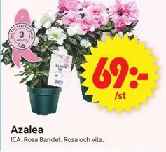 Azalea